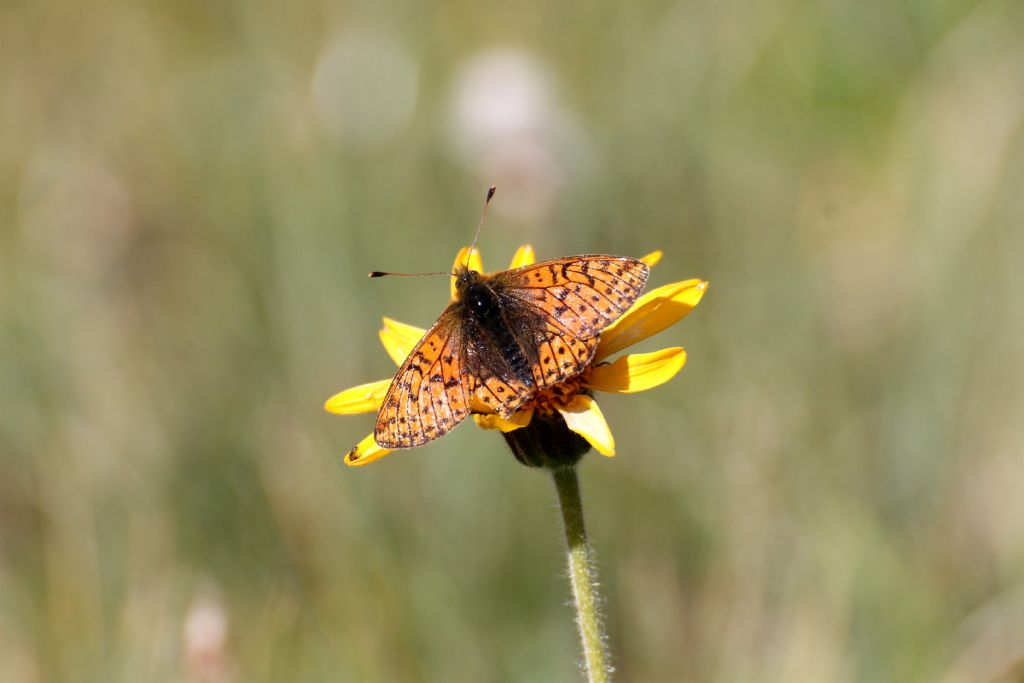 Melitaea o Boloria? Boloria sp., pales o napaea